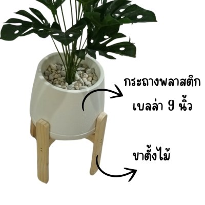 ต้นมอนสเตอร่าปลอมในกระถางเบลล่าพร้อมขาตั้งไม้(copy)