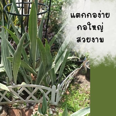 ต้นลิ้นมังกรดาบเงิน3ต้นใหญ่(ถอดกระถางห่อตุ้มดินคลุมราก)