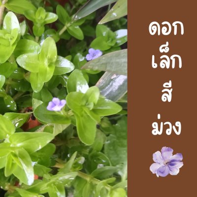 ต้นลานไพลินไม้น้ำใบเล็กก้านยาวดอกสีม่วงน่ารักแต่งสวน