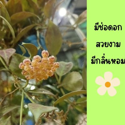 ต้นโฮย่าซันไรส์ใบเขียวแดงน้ำตาลมีดอกหอมในกระถางเพ้นท์แขวนคละลายขนาด 4 นิ้ว ไม้รำไร