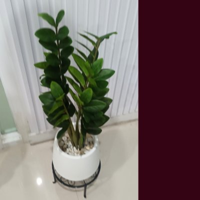 ต้นกวักมรกตประดิษฐ์/ปลอม Artificial ZZ Plant