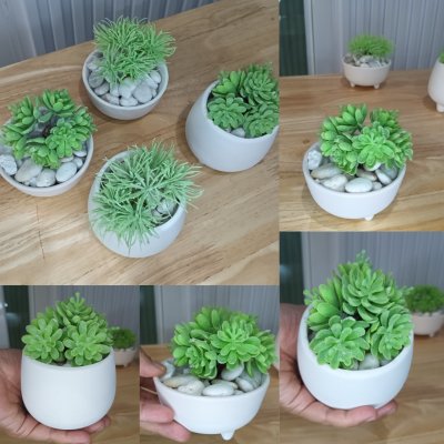 แคคตัสไม้อวบน้ำปลอม Artificial succulent cactus.