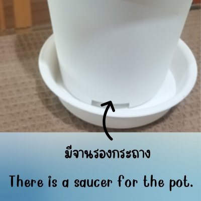 6 นิ้ว กระถางพลาสติกสีขาวทรงสูงขอบหนาพร้อมจานรอง White tall plastic pot