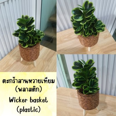 ต้นหัวใจเศรษฐี (สาริกาด่าง) ปลอมประดิษฐ์ตะกร้าสานพลาสติก Artificial Mistletoe Fig