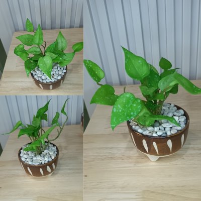 ต้นไม้เลื้อยปลอมประดิษฐ์ขนาดเล็กในกระถางเซรามิก 3.5 นิ้ว Artificial plant in ceramic pot.