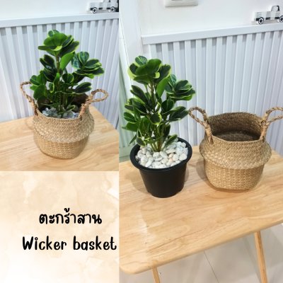 ต้นหัวใจเศรษฐี (สาริกาด่าง) ต้นไม้ปลอมประดิษฐ์ตะกร้าสาน Artificial Mistletoe Fig