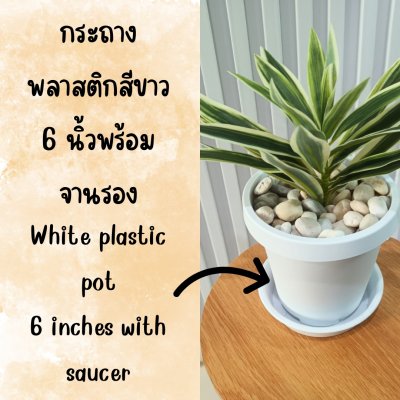 ต้นไม้ปลอมประดิษฐ์ใบยาวกระถางขาว 6 นิ้ว Artificial long-leaf plant in a 6-inch white pot.