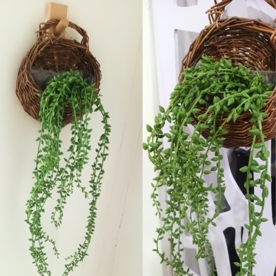 ต้นไม้เลื้อยปลอมประดิษฐ์ตะกร้าสาน Artificial climbing plant in woven basket