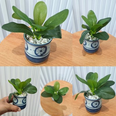 ต้นไม้ปลอมขนาดเล็กกับกระถางเซรามิก 3-3.5 นิ้ว Small artificial plant with a ceramic pot.