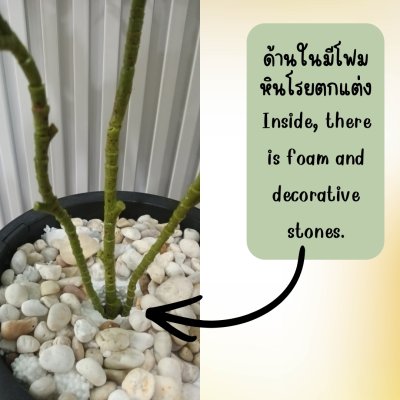 ต้นหัวใจเศรษฐี (สาริกาด่าง) ต้นไม้ปลอมประดิษฐ์ Artificial Mistletoe Fig