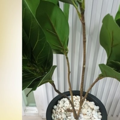 (3P)ต้นยางอินเดีย ต้นไม้ปลอมประดิษฐ์ Artificial Indian Rubber Plant