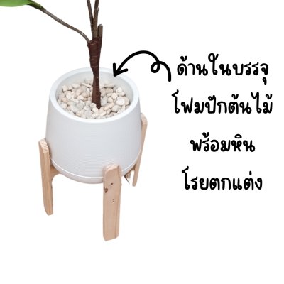 ต้นยางอินเดียปลอมในกระถางเบลล่า 9 นิ้ว :: Artificial Rubber Plant ต้นยางอินเดียปลอมในกระถางเบลล่า 9 นิ้ว :: Artificial Rubber Plant