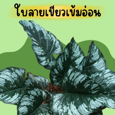 ต้นไม้ปลอมประดิษฐ์ใบลายสวยในแจกันหวายและกระถางเบลล่าพร้อมป้าย