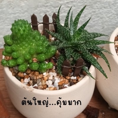 (ต้นไม้จริง) แคคตัส2ต้นในกระถางดินเผาทรงนมวัว 4 นิ้ว