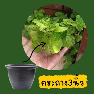 ต้นมินต์ประดับ(ไม่มีกลิ่น)ไม้เลื้อยตกแต่งสวนกระถาง 3 นิ้ว