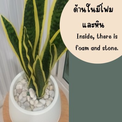 ต้นลิ้นมังกรประดิษฐ์ Artificial Snake Plant