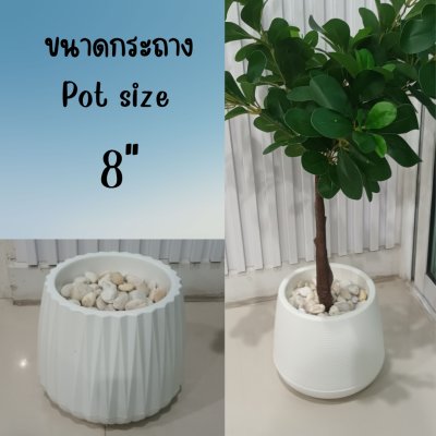 กระถางเบลล่า8นิ้วพร้อมโฟมหิน Bella 8-inch pot.
