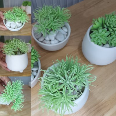แคคตัสไม้อวบน้ำปลอม Artificial succulent cactus.