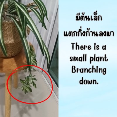 ต้นเศรษฐีเรือนนอกปลอมต้นไม้ประดิษฐ์กระถางเบลล่า Artificial Bella Potted Plant