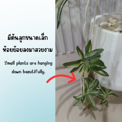 ต้นเศรษฐีเรือนนอกปลอมต้นไม้ประดิษฐ์กระถางเบลล่า Artificial Bella Potted Plant