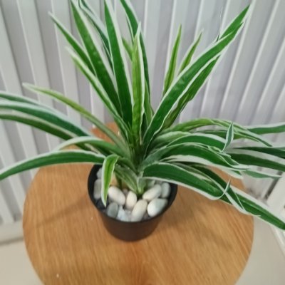 ต้นเศรษฐีเรือนนอกปลอมต้นไม้ประดิษฐ์กระถาง 4 นิ้ว 4-inch potted artificial plant.