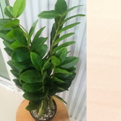 ต้นกวักมรกตประดิษฐ์ต้นไม้ปลอมเหมือนจริงแต่งบ้านแต่งร้านขนาดใหญ่ Artificial ZZ Plant