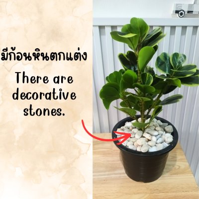 ต้นหัวใจเศรษฐี (สาริกาด่าง) ต้นไม้ปลอมประดิษฐ์ตะกร้าสาน Artificial Mistletoe Fig
