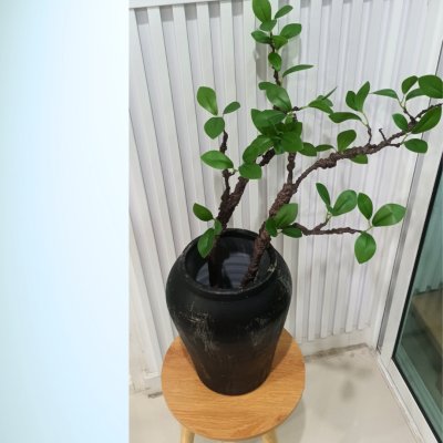 กิ่งไม้ใบไม้ปลอมประดิษฐ์ไหดินเผา Artificial branches and leaves in a clay pot.