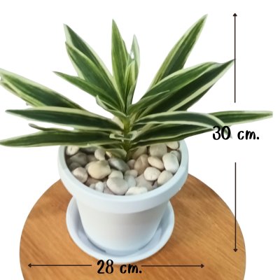 ต้นไม้ปลอมประดิษฐ์ใบยาวกระถางขาว 6 นิ้ว Artificial long-leaf plant in a 6-inch white pot.