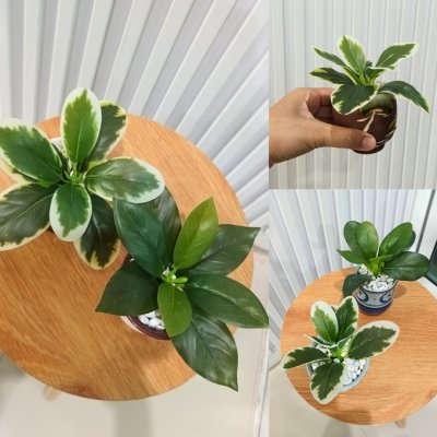 ต้นไม้ปลอมขนาดเล็กกับกระถางเซรามิก 3-3.5 นิ้ว Small artificial plant with a ceramic pot.
