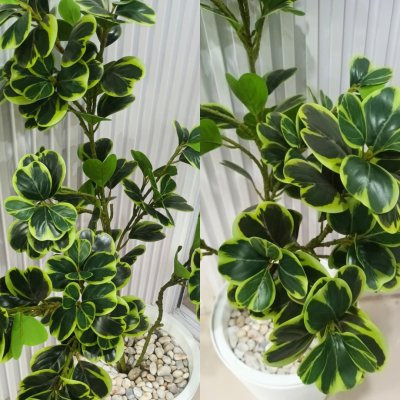 (3P) ต้นหัวใจเศรษฐี (สาริกาด่าง) ต้นไม้ปลอมประดิษฐ์ Artificial Mistletoe Fig