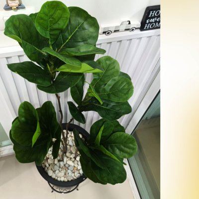 (3P)ต้นไทรใบสักปลอม ต้นไม้ปลอมประดิษฐ์ Artificial Fiddle-leaf fig