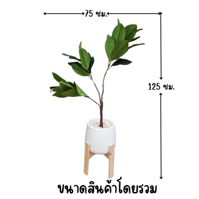 ต้นยางอินเดียปลอมในกระถางเบลล่า 9 นิ้ว :: Artificial Rubber Plant ต้นยางอินเดียปลอมในกระถางเบลล่า 9 นิ้ว :: Artificial Rubber Plant