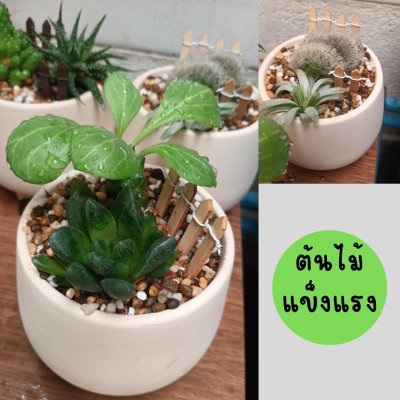 (ต้นไม้จริง) แคคตัส2ต้นในกระถางดินเผาทรงนมวัว 4 นิ้ว