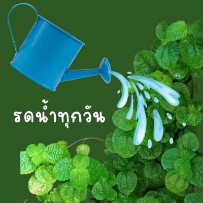 ต้นมินต์ประดับ(ไม่มีกลิ่น)ไม้เลื้อยตกแต่งสวนกระถาง 3 นิ้ว