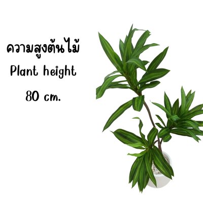 ต้นดราซีน่่าปลอมต้นไม้ประดิษฐ์ Artificial / Fake Dracaena plant