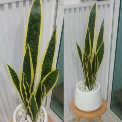 ต้นลิ้นมังกรประดิษฐ์ Artificial Snake Plant