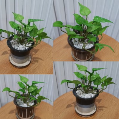 ต้นไม้ปลอมประดิษฐ์ขนาดเล็กในกระถางเซรามิก Small artificial plant in a ceramic pot.