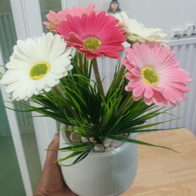 ช่อดอกเยอบีร่าในกระถางเบลล่า 5 นิ้ว ขาตั้งไม้ Gerbera flower bouquet in a 5-inch Bella pot.