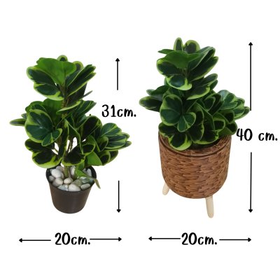 ต้นหัวใจเศรษฐี (สาริกาด่าง) ปลอมประดิษฐ์ตะกร้าสานพลาสติก Artificial Mistletoe Fig