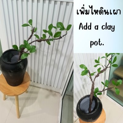 กิ่งไม้ใบไม้ปลอมประดิษฐ์ไหดินเผา Artificial branches and leaves in a clay pot.