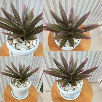 ต้นไม้ปลอมประดิษฐ์ใบยาวกระถางขาว 6 นิ้ว Artificial long-leaf plant in a 6-inch white pot.