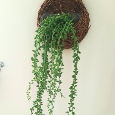 ต้นไม้เลื้อยปลอมประดิษฐ์ตะกร้าสาน Artificial climbing plant in woven basket