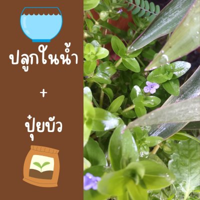 ต้นลานไพลินไม้น้ำใบเล็กก้านยาวดอกสีม่วงน่ารักแต่งสวน
