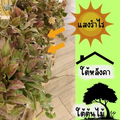 ต้นโฮย่าซันไรส์ใบเขียวแดงน้ำตาลมีดอกหอมในกระถางเพ้นท์แขวนคละลายขนาด 4 นิ้ว ไม้รำไร