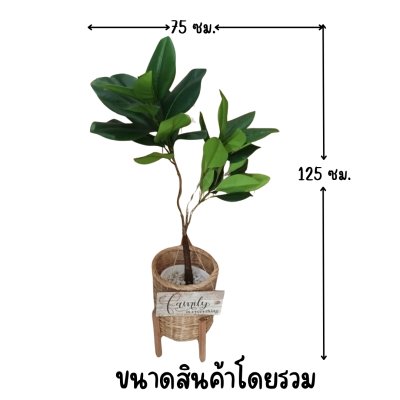 ต้นยางอินเดียปลอมในตะกร้าหวาย พร้อมขาตั้งไม้ – Artificial rubber plant in a wicker basket