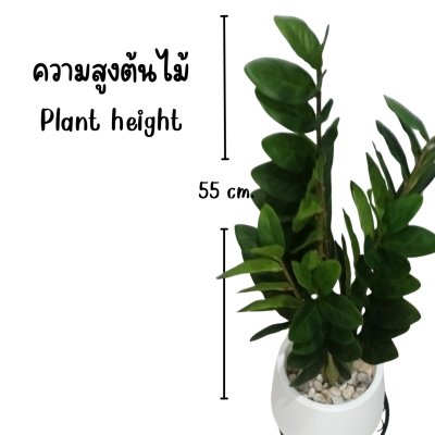 ต้นกวักมรกตประดิษฐ์/ปลอม Artificial ZZ Plant