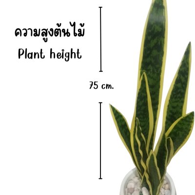 ต้นลิ้นมังกรประดิษฐ์ Artificial Snake Plant