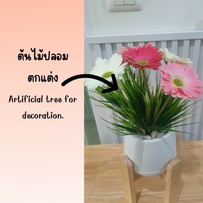 ช่อดอกเยอบีร่าในกระถางเบลล่า 5 นิ้ว ขาตั้งไม้ Gerbera flower bouquet in a 5-inch Bella pot.