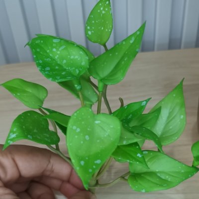ต้นไม้ปลอมประดิษฐ์ขนาดเล็กSmall artificial plant